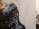 Gorilla - making off 3